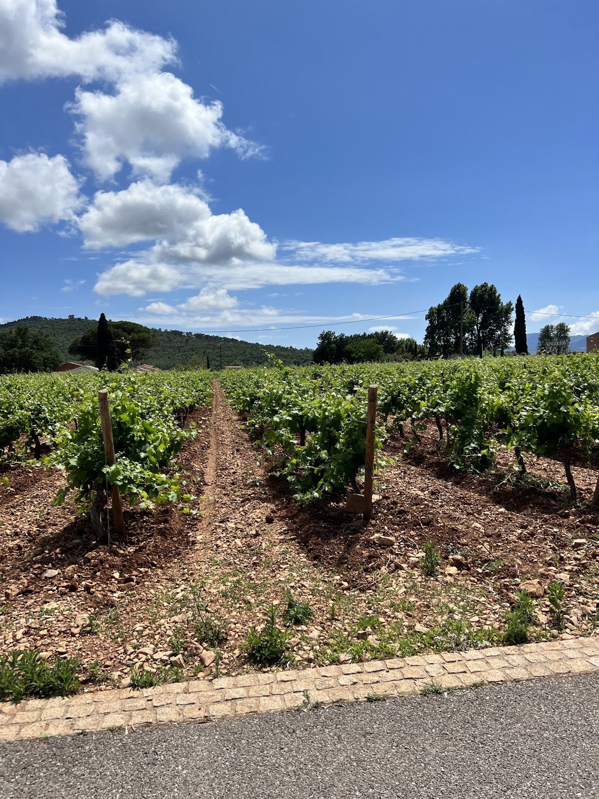 domaine viticole à Cuers – photo 8