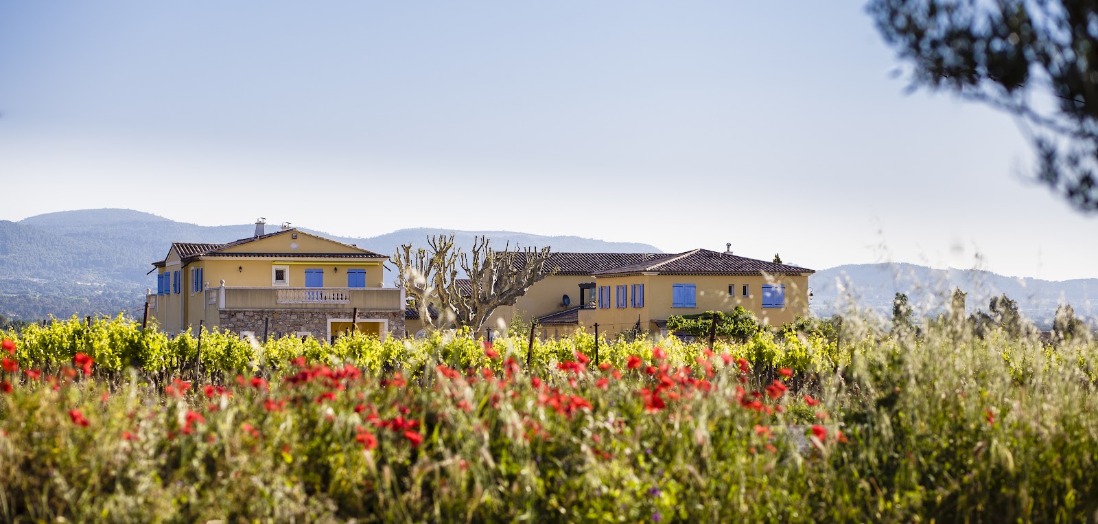 domaine viticole à Cuers – photo 3